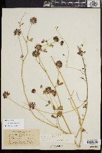 Trifolium variegatum image