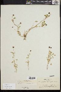 Trifolium variegatum image