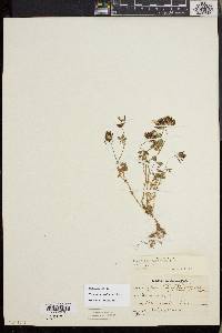 Trifolium variegatum image