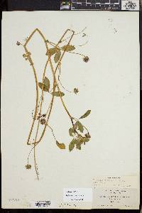 Trifolium variegatum image