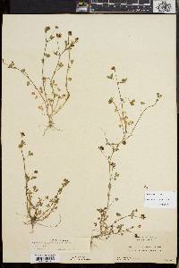 Trifolium variegatum image