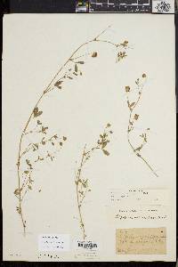 Trifolium variegatum image