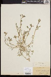 Trifolium variegatum image