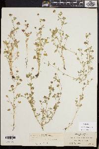 Trifolium variegatum image