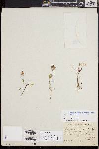 Trifolium willdenovii image