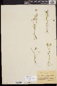 Trifolium cyathiferum image
