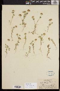 Trifolium cyathiferum image