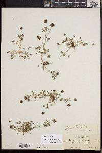 Trifolium variegatum image