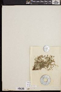Trifolium variegatum image