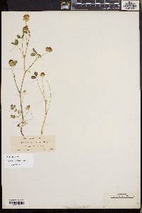 Trifolium cyathiferum image