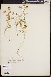 Trifolium cyathiferum image