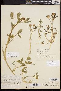 Trifolium willdenovii image
