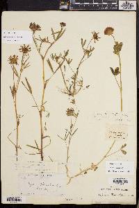Trifolium willdenovii image