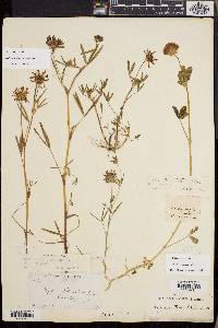 Trifolium wormskioldii image