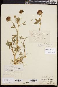 Trifolium obtusiflorum image