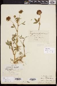 Trifolium wormskioldii image