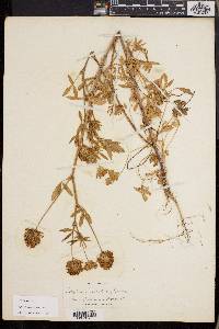 Trifolium obtusiflorum image