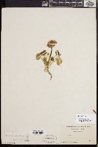 Trifolium fucatum image
