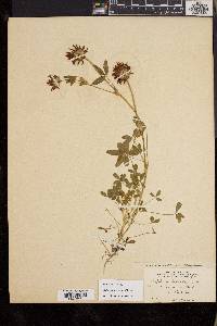 Trifolium wormskioldii image