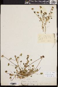 Trifolium barbigerum image