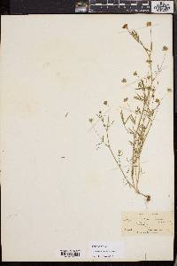 Trifolium oliganthum image