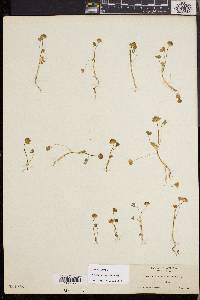 Trifolium barbigerum image