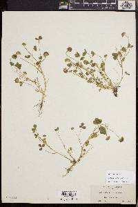 Trifolium barbigerum image