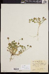Trifolium barbigerum image