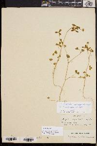 Trifolium microcephalum image