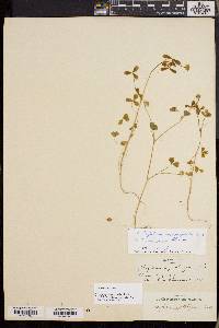 Trifolium microdon image