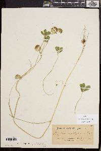 Trifolium cyathiferum image