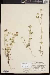 Trifolium cyathiferum image