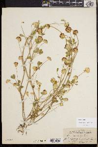 Trifolium cyathiferum image