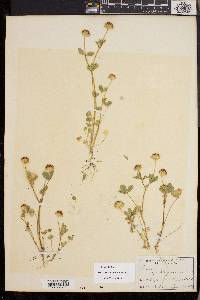 Trifolium cyathiferum image