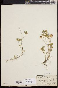 Trifolium cyathiferum image