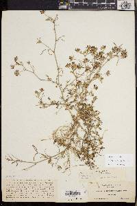 Trifolium variegatum image