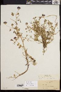Trifolium variegatum image