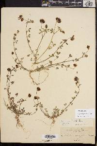 Trifolium variegatum image