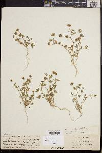 Trifolium variegatum image