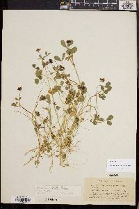 Trifolium variegatum image