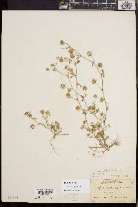Trifolium variegatum image