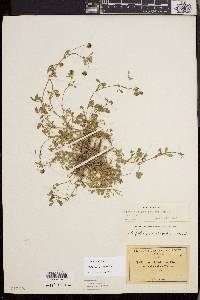 Trifolium variegatum image