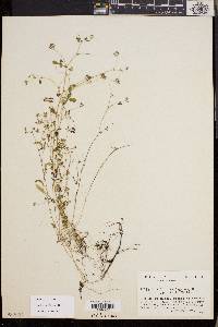 Trifolium variegatum image