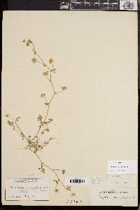 Trifolium variegatum image