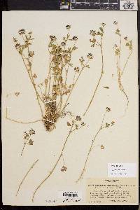 Trifolium variegatum image