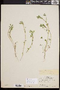 Trifolium variegatum image