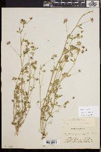 Trifolium variegatum image