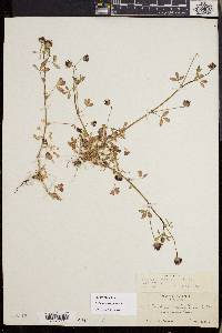 Trifolium variegatum image
