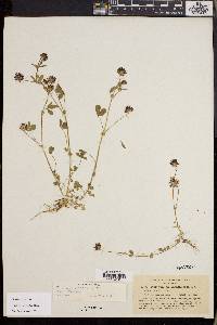 Trifolium variegatum image