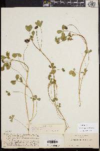 Trifolium variegatum image